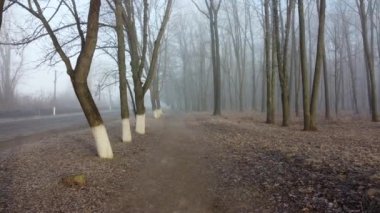 Sis ve ağaçlarla dolu 4k sabah parkı