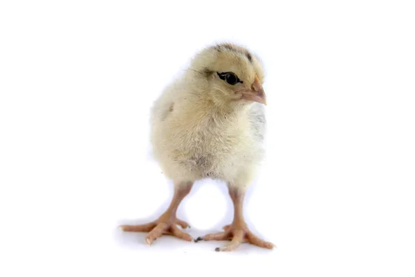 Όμορφο χαριτωμένο μικρό κοτόπουλο απομονωμένο σε λευκό — Φωτογραφία Αρχείου
