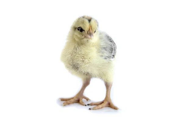 Piękny słodkie mało kurczaka izolowane na biały — Zdjęcie stockowe