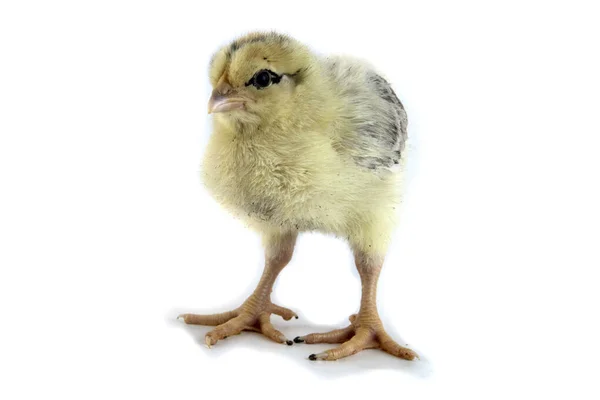 흰색으로 분리 된 귀엽고 작고 귀여운 닭 — 스톡 사진