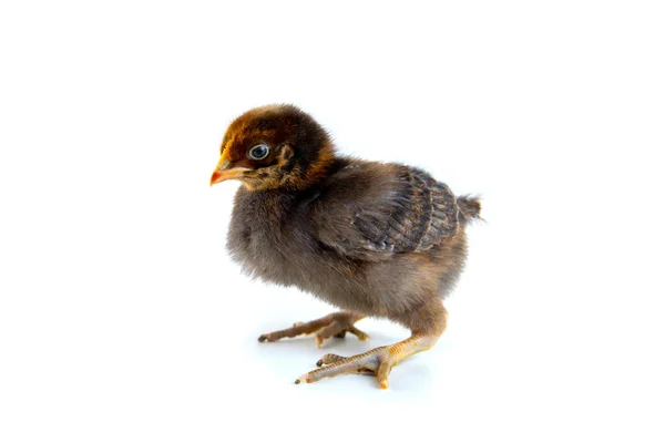 Красивый милый маленький цыпленок изолирован на белом — стоковое фото