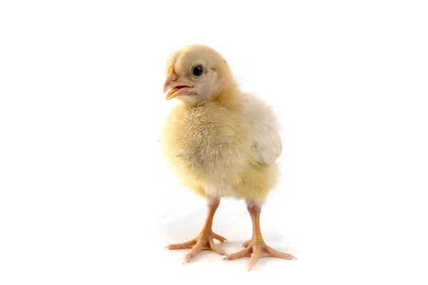 Μικρή Κοτόπουλο Που Απομονώνονται Λευκό — Φωτογραφία Αρχείου