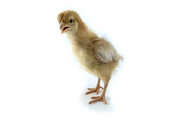Liten Kyckling Isolerad Vit — Stockfoto