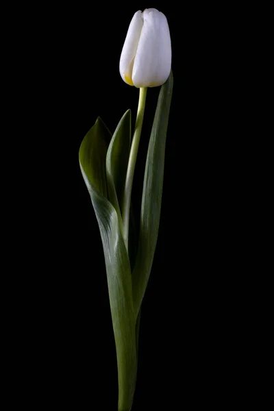 Tulipano Fiore Isolato Nero — Foto Stock