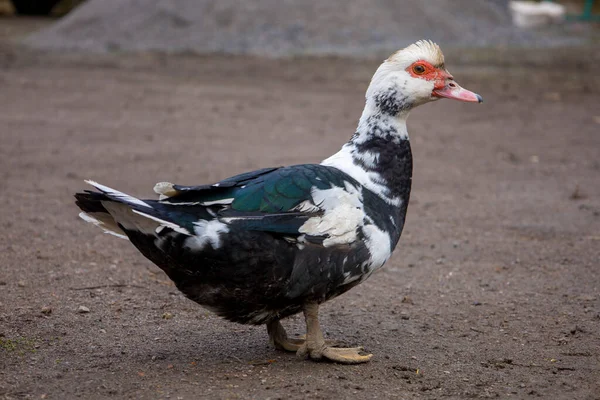 Canard domestique se tient sur le sol. — Photo