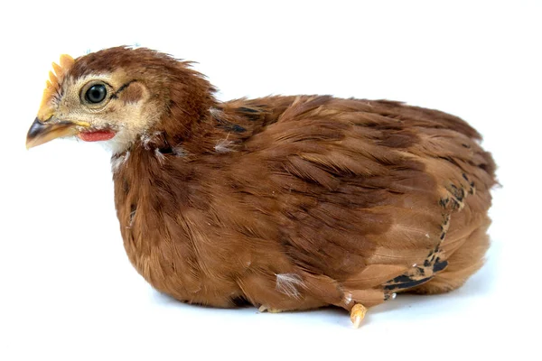 Röd Liten Kyckling Isolerad Vitt — Stockfoto