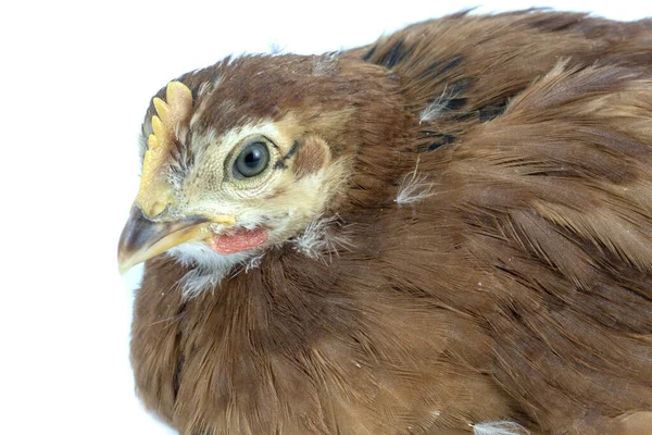 Röd Liten Kyckling Isolerad Vitt — Stockfoto