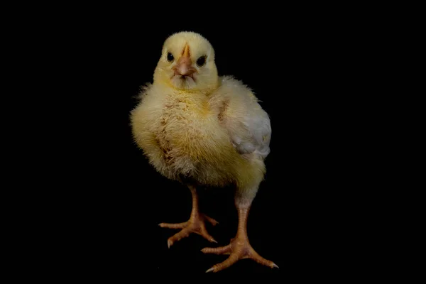 Маленький Бройлер Курица Изолированы Черный — стоковое фото
