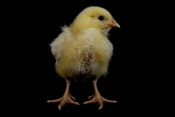 Μικρό Κοτόπουλο Κοτόπουλου Που Απομονώνεται Μαύρο — Φωτογραφία Αρχείου