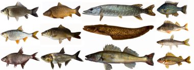 Balık seti izole. Taze çiğ balık koleksiyonu. Tatlı su balığı