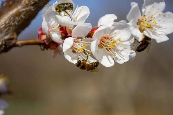 Bee on spring apricot flowers — стоковое фото