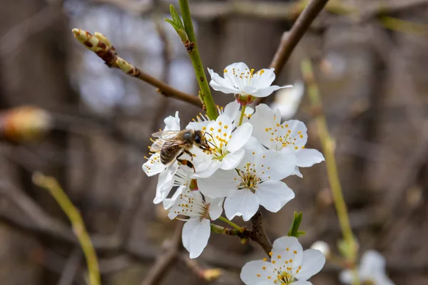 Abeille sur les fleurs d'abricot de printemps — Photo