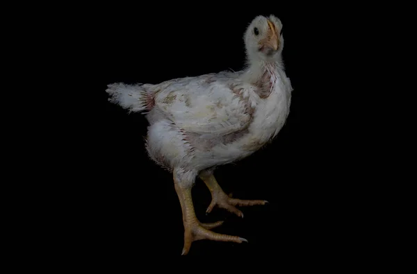 3 week old broiler chicken isolated on black. — Fotografia de Stock