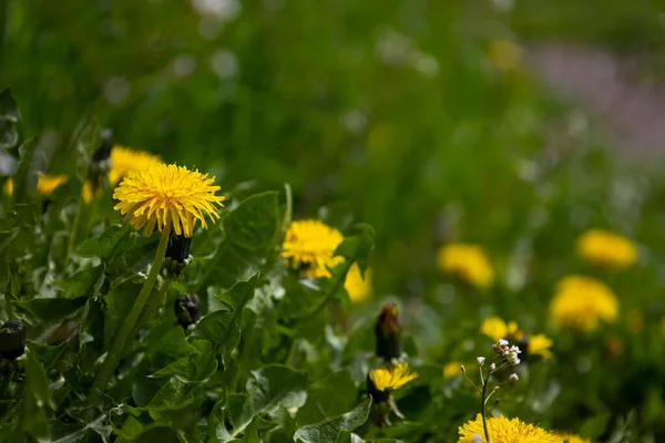Yellow dandelion flower. Selective focus. — стоковое фото