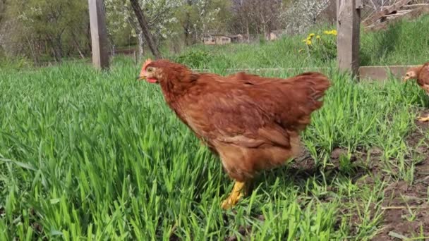 赤い鶏が緑の草をかむ — ストック動画