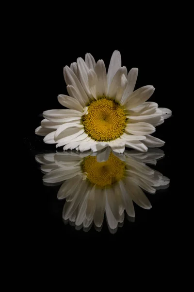 Grande Fiore Camomilla Sfondo Nero — Foto Stock