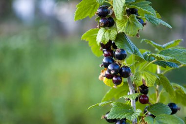 Black currant berries. Blurred background.