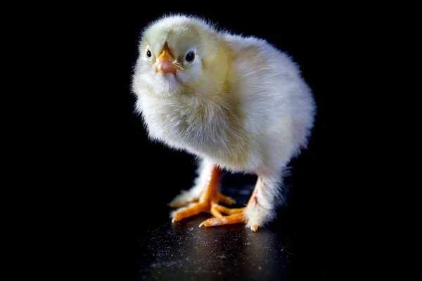 Vit Kyckling Svart Bakgrund Selektiv Inriktning — Stockfoto