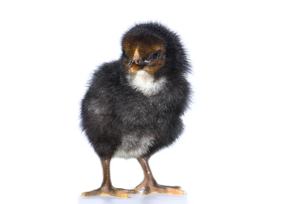 Μαύρο Μικρό Κοτόπουλο Που Απομονώνονται Λευκό — Φωτογραφία Αρχείου