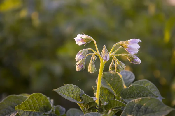 Flores Patata Pequeñas Fondo Borroso — Foto de Stock