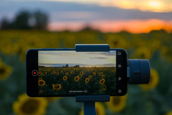 Steadicam Für Handy Das Sonnenblumen Schießt — Stockfoto
