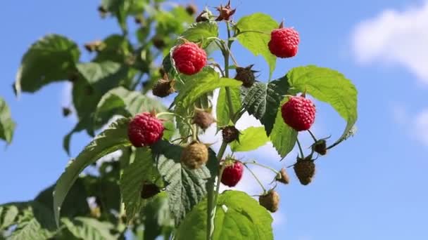 Roșu Zmeură Fructe Padure Leagănă Vânt Fundal Albastru Cer — Videoclip de stoc