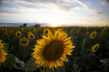 Günbatımının arka planında ayçiçekleri.