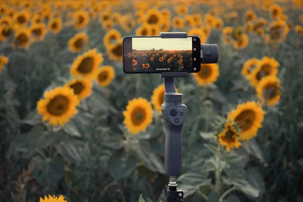 Steadicam Für Handy Das Sonnenblumen Schießt — Stockfoto