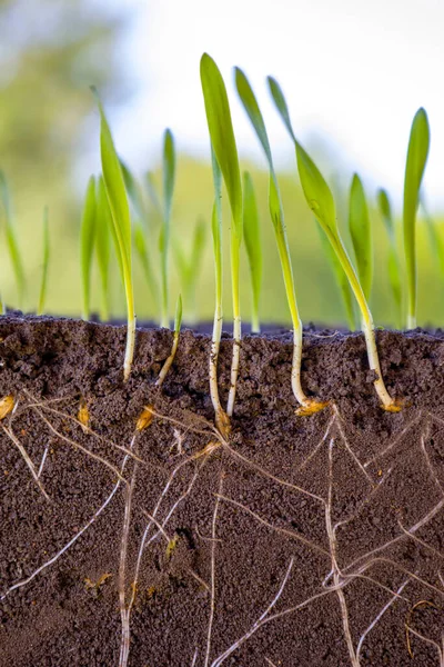 Young Shoots Barley Roots Blurred Background — Zdjęcie stockowe