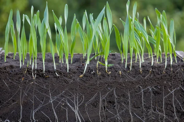 Sprouted shoots of barley and wheat in soil with roots. Blurred background.