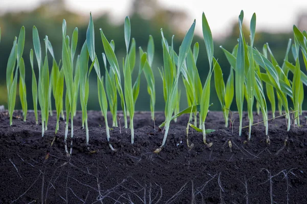 Sprouted Shoots Barley Wheat Soil Roots Blurred Background — Stockfoto