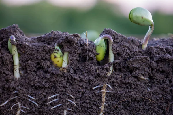 Sprouted Pędy Soi Glebie Korzeniami Zamazane Tło — Zdjęcie stockowe