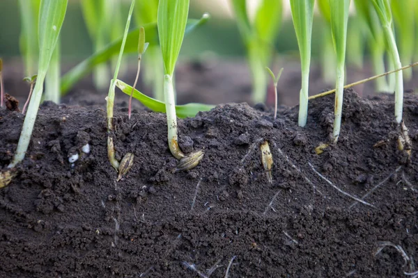 Sprouted Shoots Barley Wheat Soil Roots Blurred Background — Stockfoto