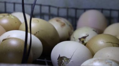 A chicken swings in an egg. Incubation of chickens.