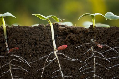 Young cucumber plants with roots.