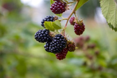 Blackberry on a branch. Selective focus.