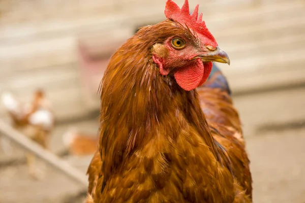 Red Chicken Head Blurred Background — Stock fotografie