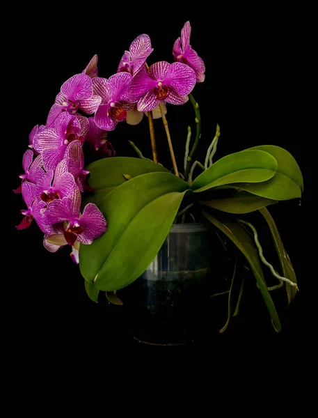 Růžové Květy Orchidejí Izolovaných Černém — Stock fotografie