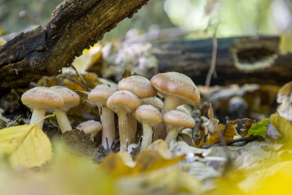 Boletus Setas Sobre Musgo Verde Enfoque Selectivo —  Fotos de Stock