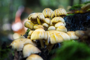 Yeşil yosunlu mantar mantarı. Seçici odak.