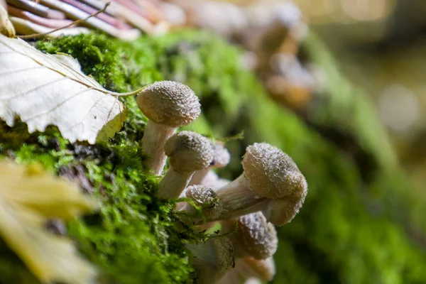 Boletus Setas Sobre Musgo Verde Enfoque Selectivo —  Fotos de Stock