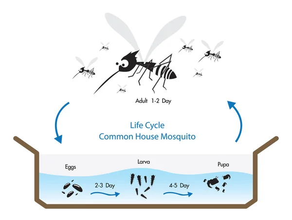 Mosquito do ciclo de vida — Vetor de Stock