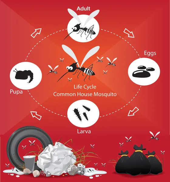 Ciclo de vida Mosquito — Vector de stock