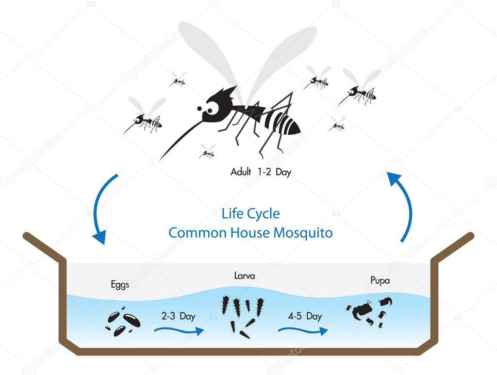 Life Cycle Mosquito