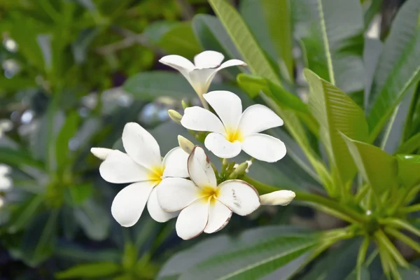 Ahşap üzerine Frangipani çiçek — Stok fotoğraf