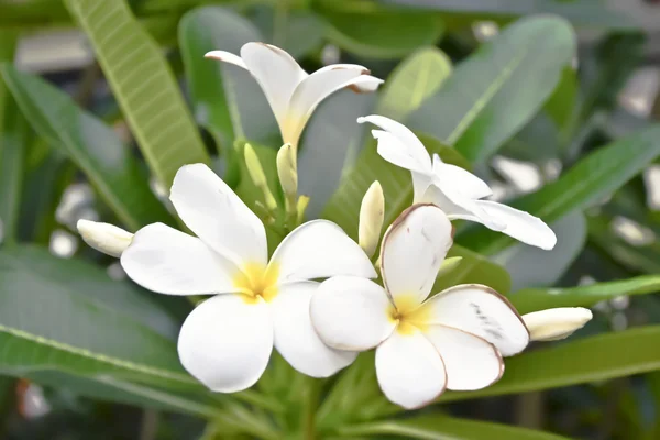 Ahşap üzerine Frangipani çiçek — Stok fotoğraf