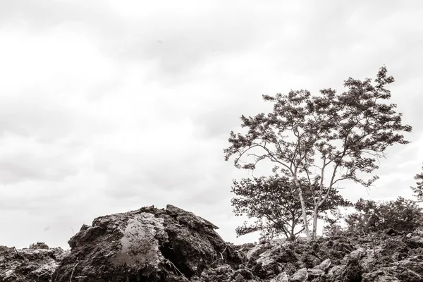 Campo da natureza — Fotografia de Stock