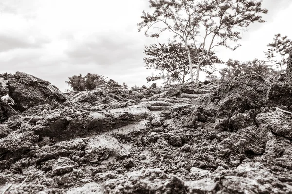 Campo de la naturaleza —  Fotos de Stock