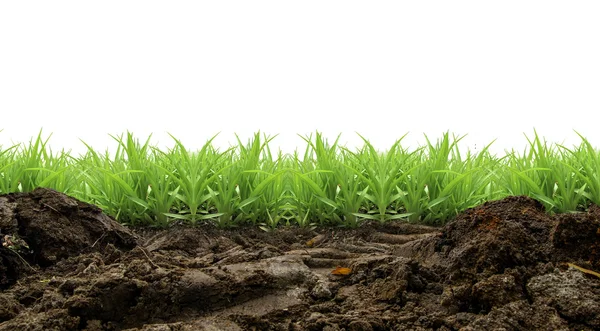 Cornfield and farm view — Stock Photo, Image