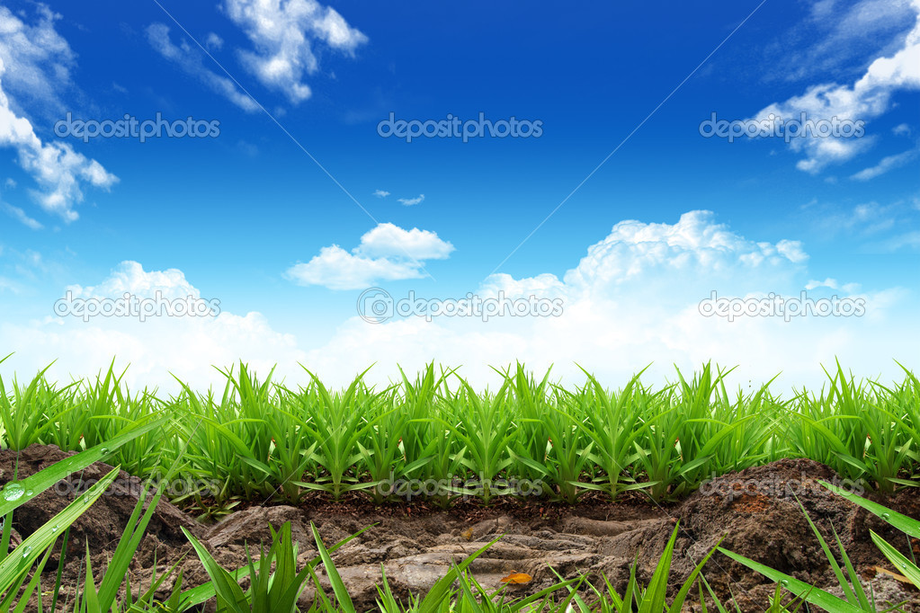 Cornfield and farm view